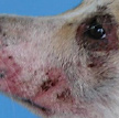 Atopic dermatitis on dog's snout