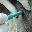 Photo of needle puncturing pustule