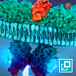 Image of IL-31 binding to JAK receptor