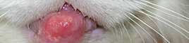 Complejo granuloma eosinofílico- Felino