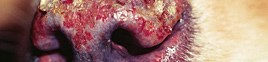 Dermatosis inmunomediada