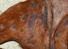 Photo of alopecia(s) (“apolillada”)