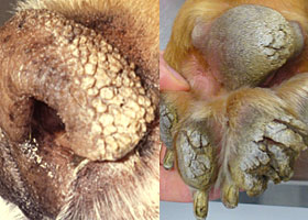 Photo of hiperqueratosis