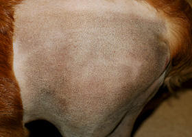 Photo of melanosis