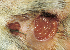 Photo of ulceración