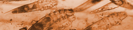 Dermatosis parasitaria